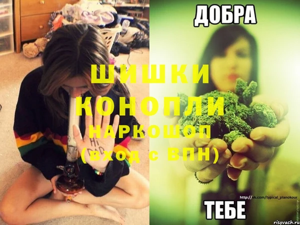 прущие грибы Бородино