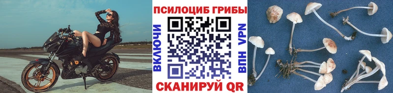 Псилоцибиновые грибы Cubensis  Подольск 